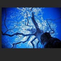 dj davidson &ndash; lichens artwork