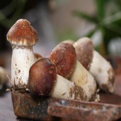 pharmacopia &ndash; Mushroom Hierarchy artwork